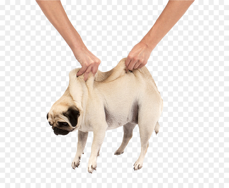 Pug Puppy Cuteness - pug png download - 800*724 - Free Transparent Pug png Download.
