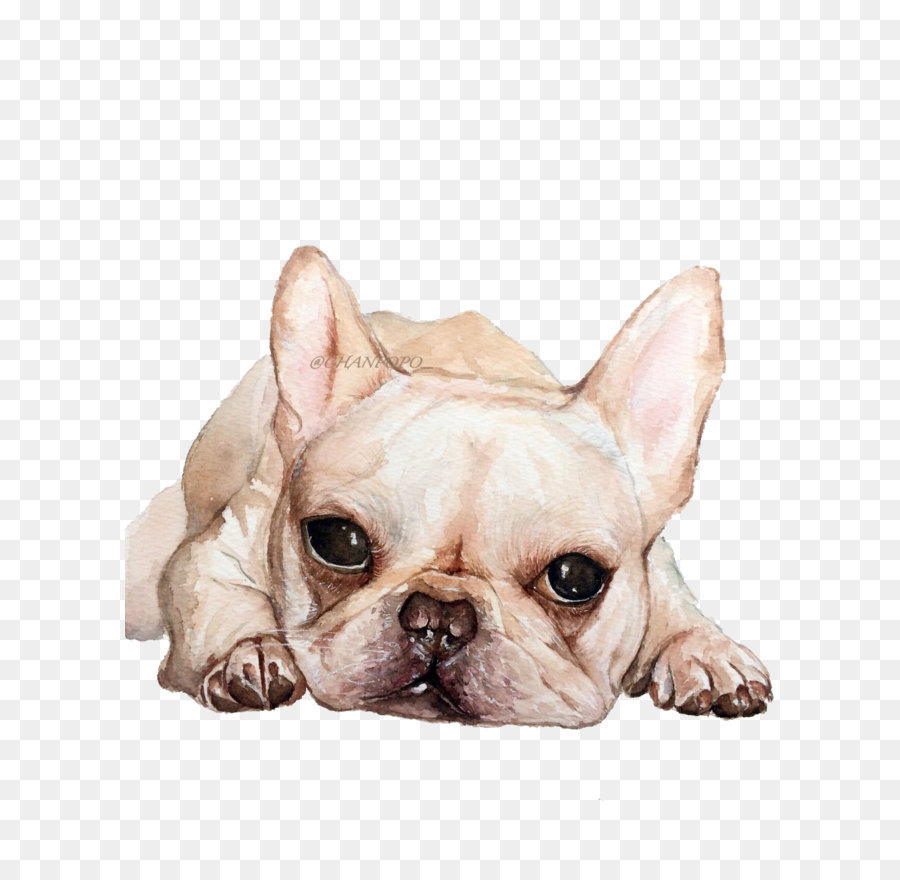 French Bulldog Toy Bulldog Puppy Dog breed - Cute dog png download - 1913*2551 - Free Transparent Dog png Download.