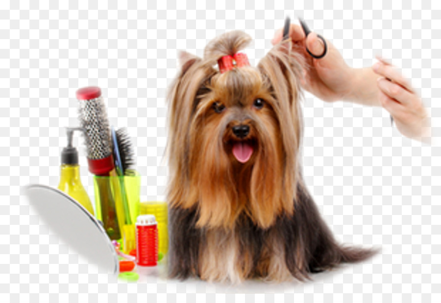 Dog Groomer Barber Cosmetologist Veterinarian - Dog png download - 1920*1282 - Free Transparent Dog png Download.