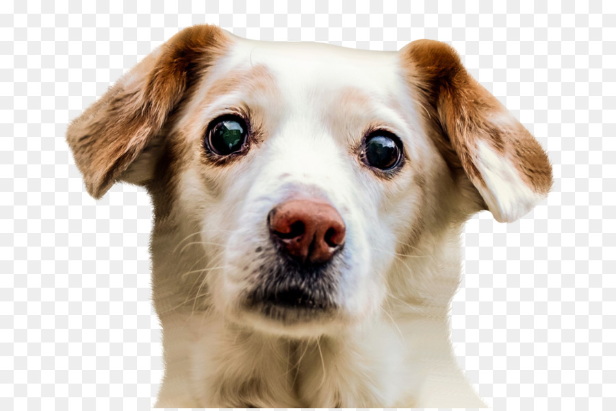 Border Collie Puppy Pet sitting - Dog Face png download - 1632*1080 - Free Transparent Border Collie png Download.