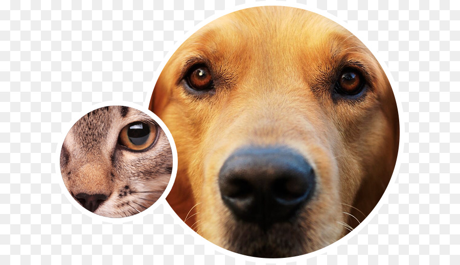 Animal Eye Care Dog breed Face - Dog png download - 686*518 - Free Transparent Dog png Download.