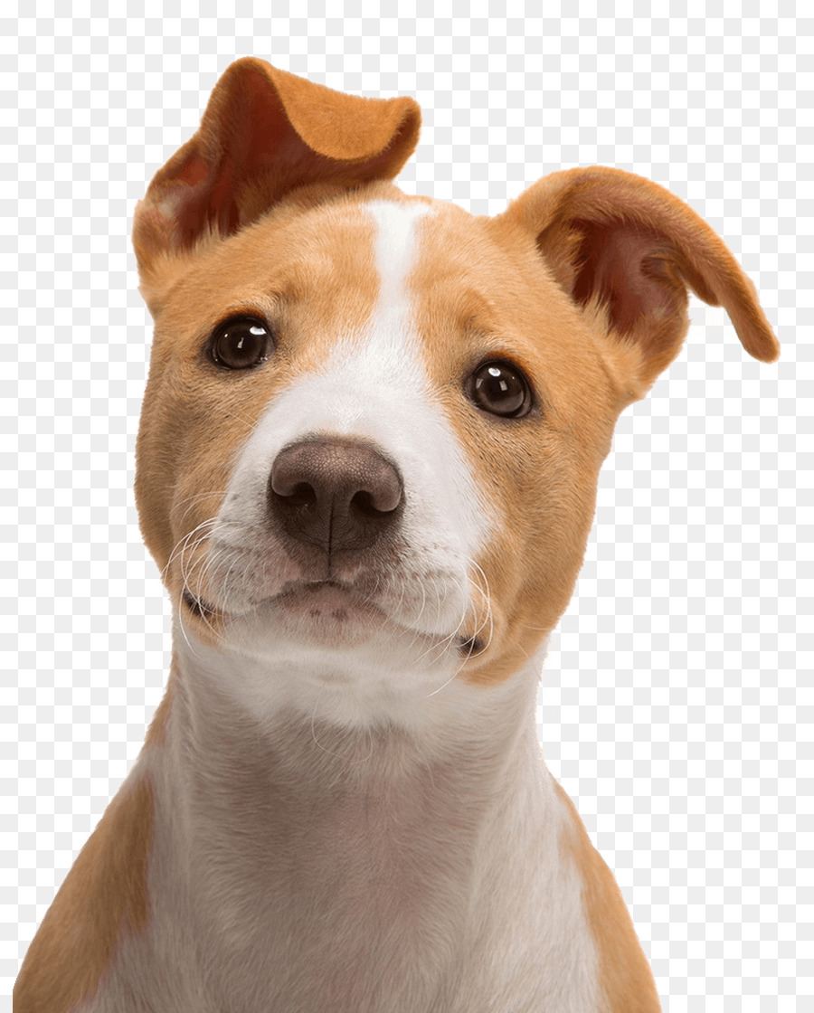 Jack Russell Terrier Bull Terrier Puppy - cute dog png download - 871*1120 - Free Transparent Jack Russell Terrier png Download.
