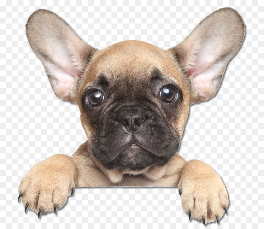 French Bulldog The Puppy Training Handbook: How to Raise the Dog of Your Dreams Australian Shepherd - french bulldog face png download - 1124*972 - Free Transparent French Bulldog png Download.