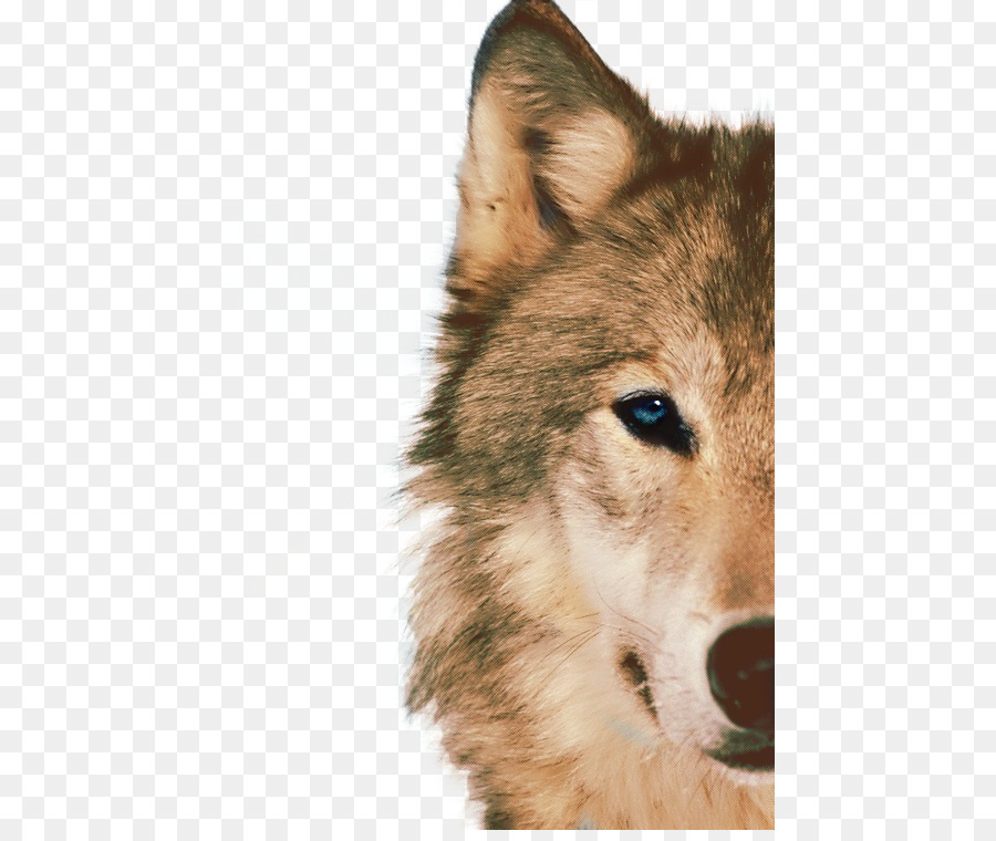 Siberian Husky Arctic wolf African wild dog Animal Blue - Half Face design elements to pull the wolf Free png download - 500*750 - Free Transparent Siberian Husky png Download.