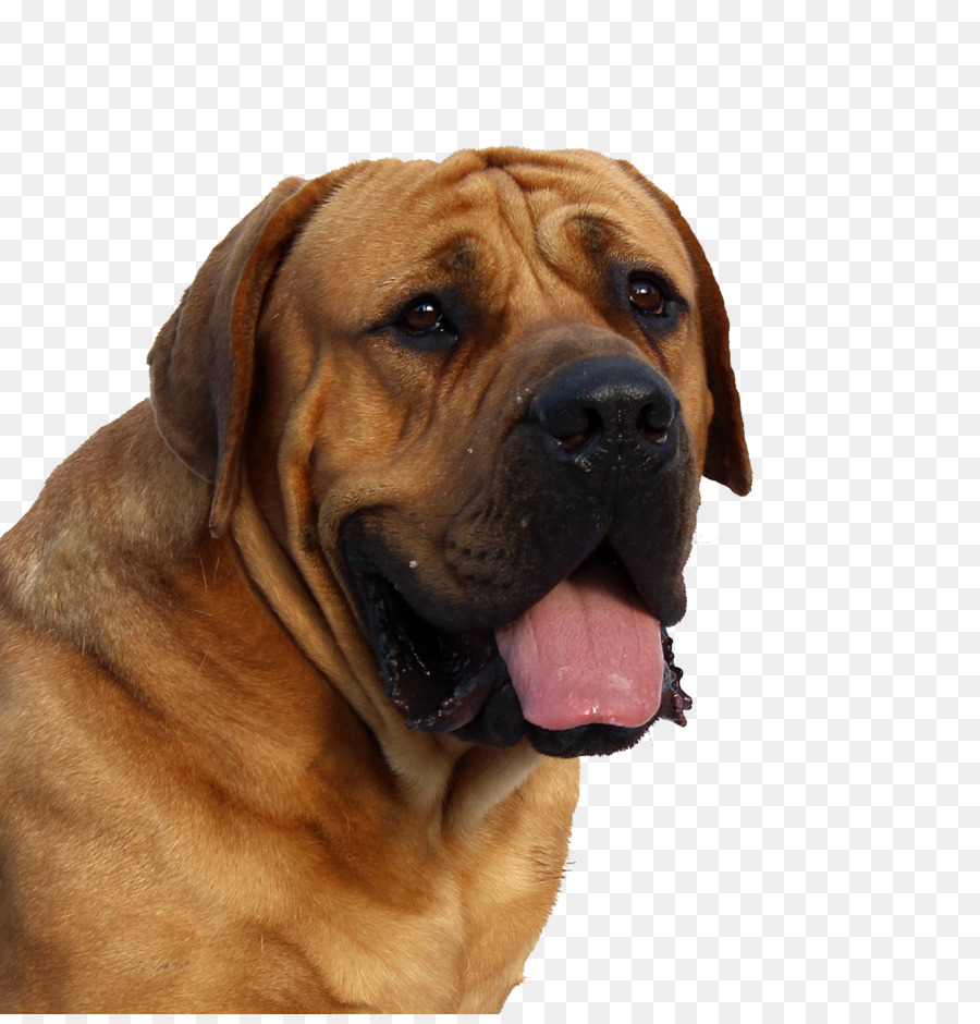 Dogue de Bordeaux English Mastiff Puppy Cat - Dog Face png download - 1178*1218 - Free Transparent Boerboel png Download.