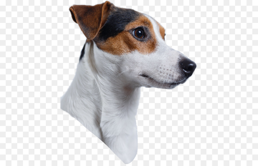 Jack Russell Terrier Labrador Retriever Parson Russell Terrier Chihuahua - puppy png download - 480*573 - Free Transparent Jack Russell Terrier png Download.