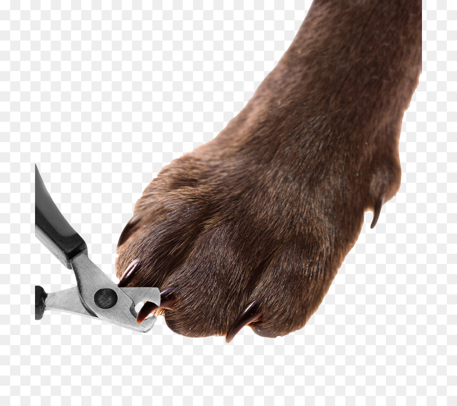 Dog grooming Cat Nail Clippers Pet - Dog png download - 762*800 - Free Transparent Dog png Download.