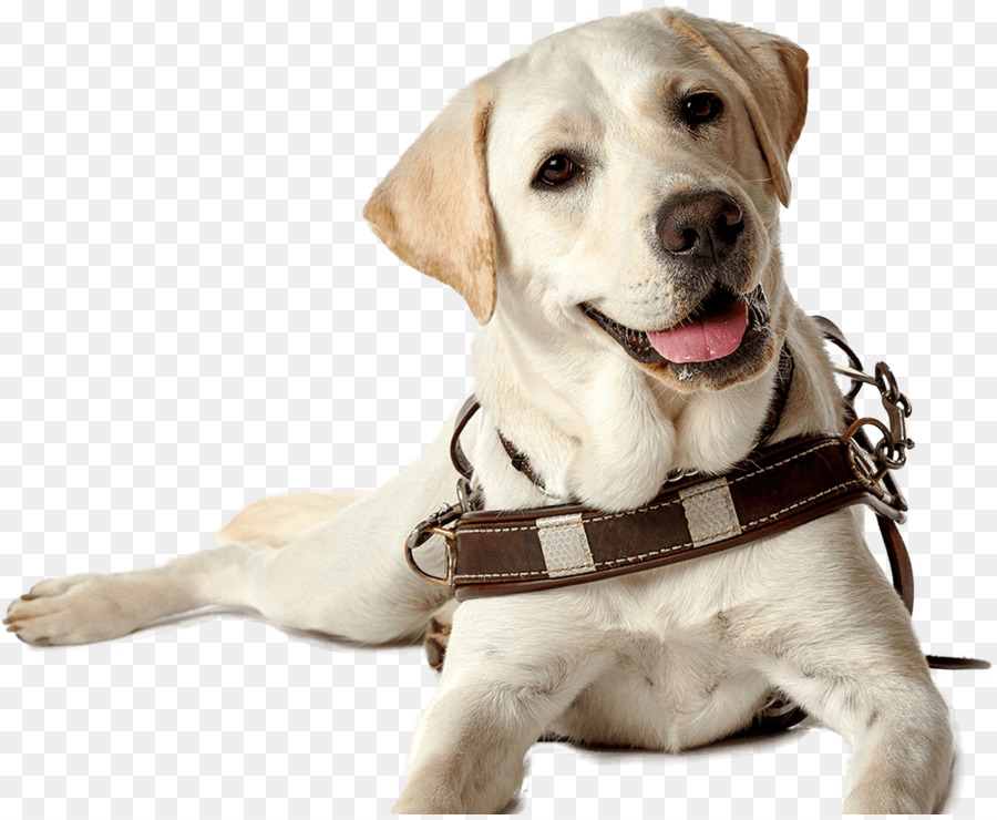 Labrador Retriever Puppy Guide dog Companion dog Dog breed - aquarene puppy png download - 1200*980 - Free Transparent Labrador Retriever png Download.