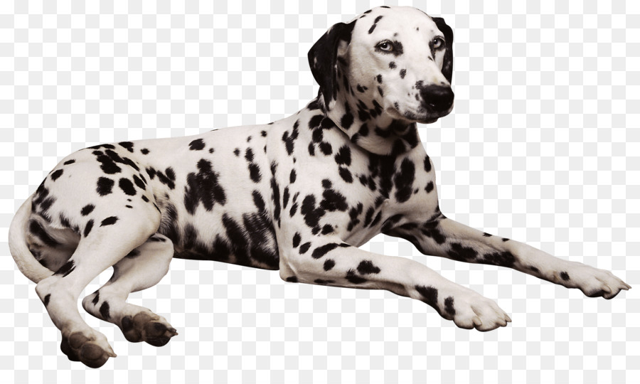Dalmatian dog Shar Pei Pembroke Welsh Corgi Puppy - dogs png download - 2126*1240 - Free Transparent Dalmatian Dog png Download.