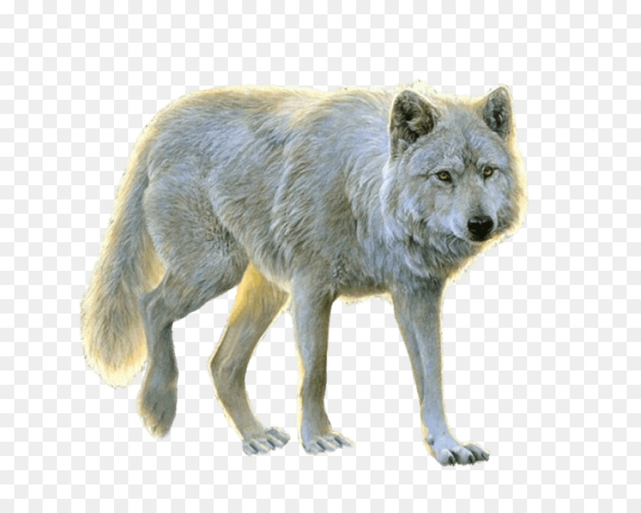 Dog Arctic wolf Portable Network Graphics Transparency Clip art - dog png download - 850*709 - Free Transparent Dog png Download.