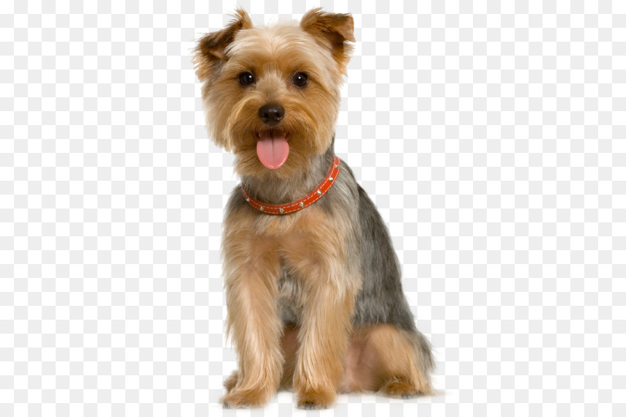 Pet sitting Dog grooming Cat - dogs png download - 550*600 - Free Transparent Pet Sitting png Download.