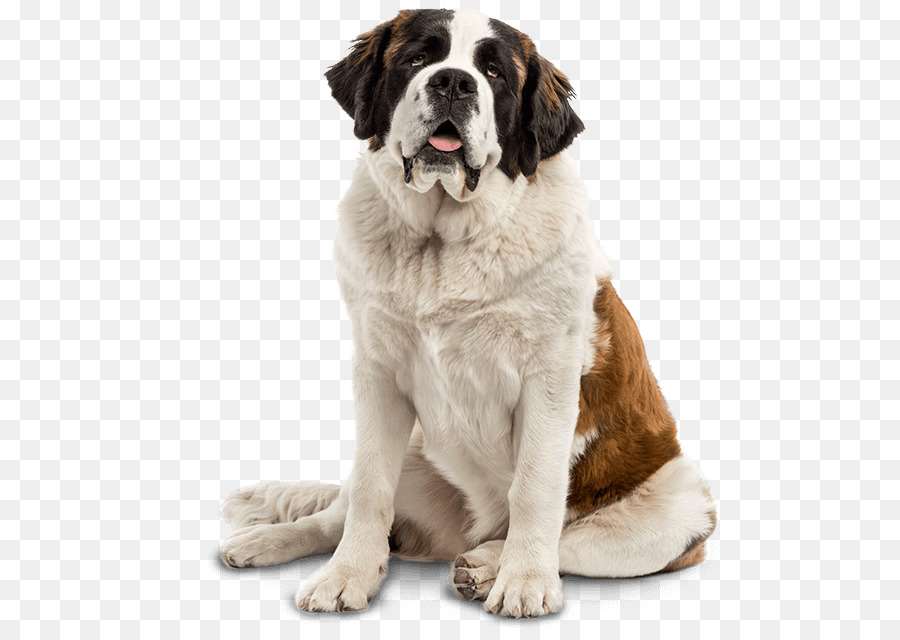 St. Bernard Golden Retriever Smooth Collie Puppy Dog breed - dogs png download - 558*631 - Free Transparent St Bernard png Download.