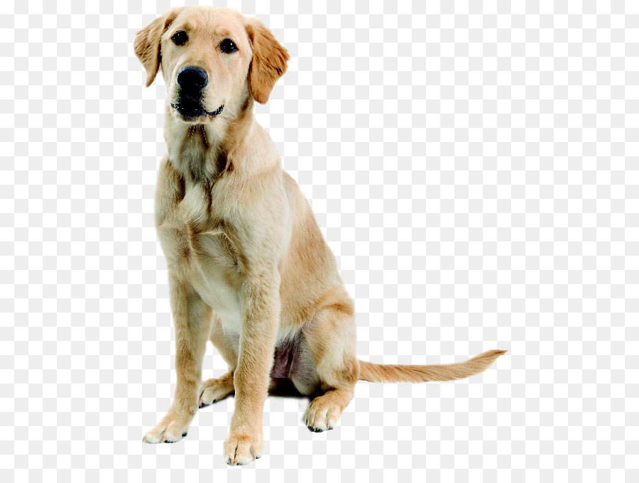 New Guinea singing dog Puppy - dog png image, picture, download, dogs png download - 552*663 - Free Transparent Labrador Retriever png Download.