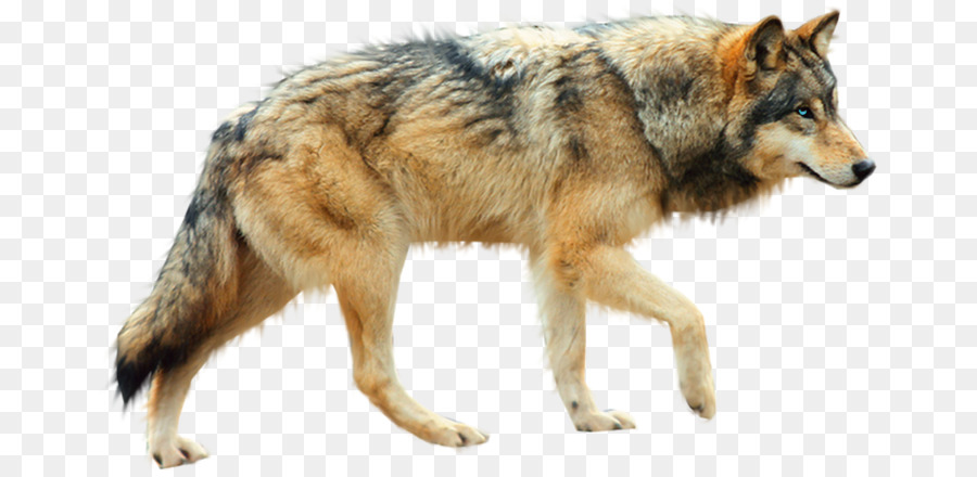 Dog Arctic wolf Coyote - Sign Wolf png download - 717*435 - Free Transparent Dog png Download.