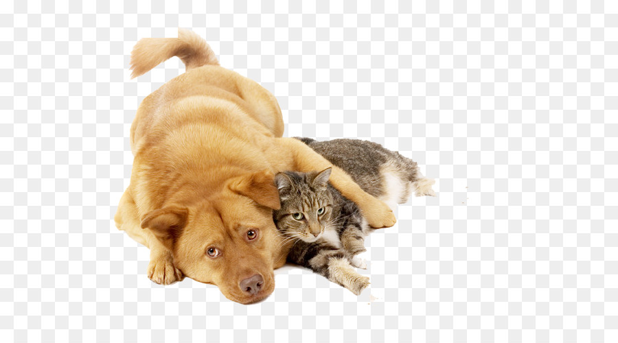 Cat food Kitten Puppy Dog - Dog holding cat png download - 650*500 - Free Transparent Cat png Download.