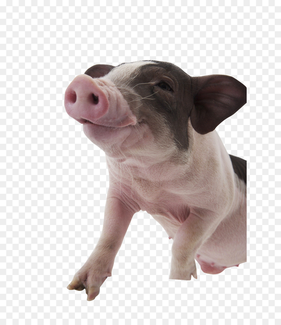 Pet Dog Photography - Smiling Pig png download - 681*1024 - Free Transparent Domestic Pig png Download.