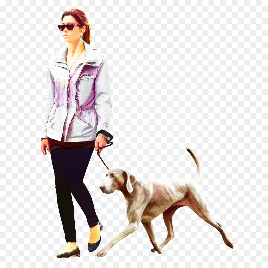 Dog walking Portable Network Graphics Labrador Retriever Architecture Clip art -  png download - 724*894 - Free Transparent Dog Walking png Download.