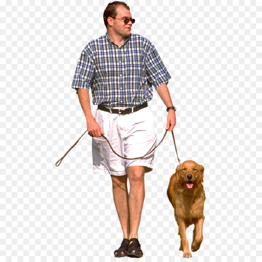 Dog walking Pet sitting Labrador Retriever Leash - walk png download - 525*891 - Free Transparent Dog Walking png Download.