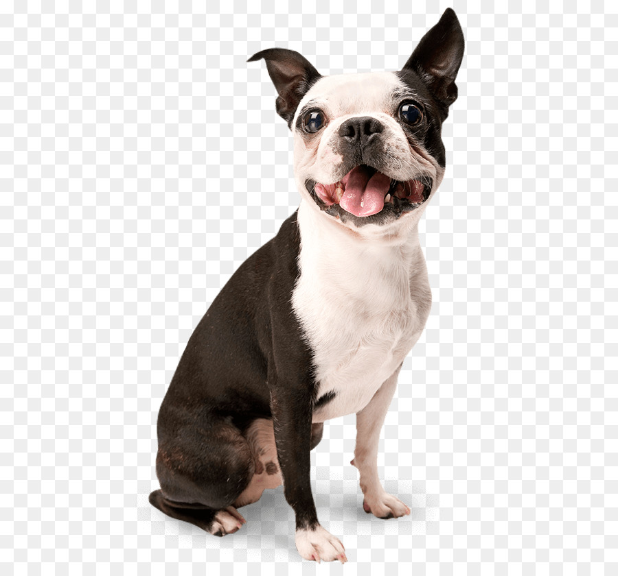 Dog training Puppy Housebreaking Toilet training - dogs png download - 505*829 - Free Transparent Dog png Download.