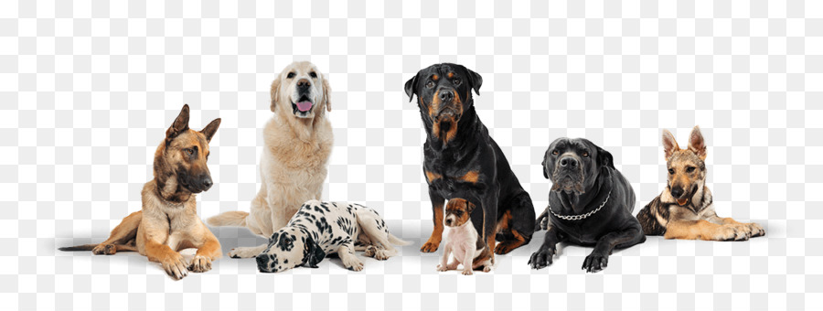 The Dog Logs Javeenbah Theatre Company Inc. Dog daycare Kennel - dog wash png download - 1170*438 - Free Transparent Dog png Download.