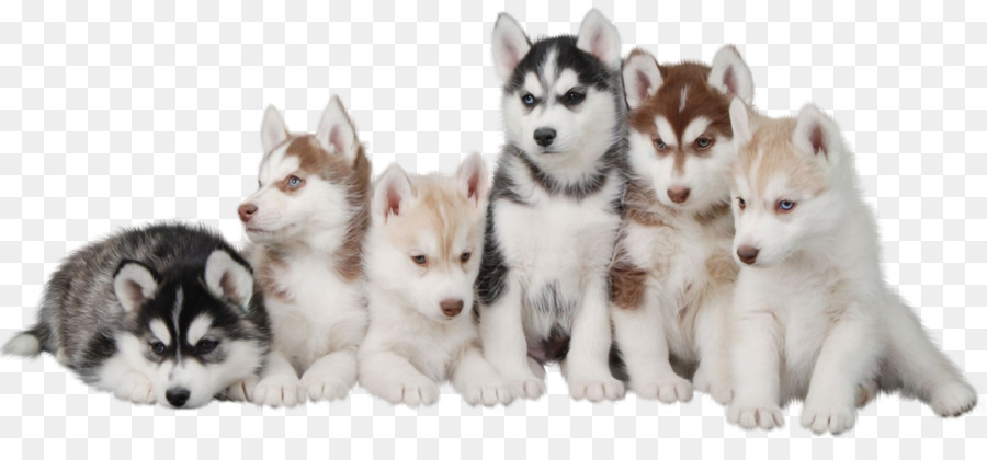 Siberian Husky Puppy Maltese dog Morkie - puppy png download - 1280*575 - Free Transparent Siberian Husky png Download.
