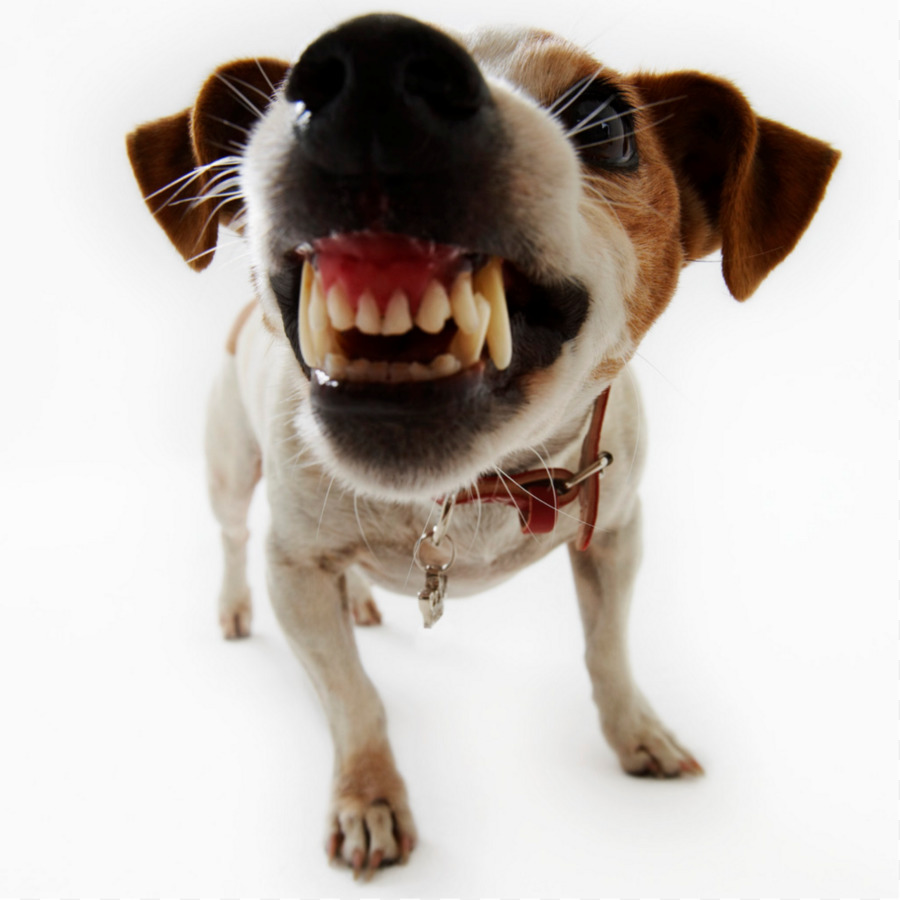 Dog bite Puppy Biting Pet - dogs png download - 1280*1280 - Free Transparent Dog png Download.