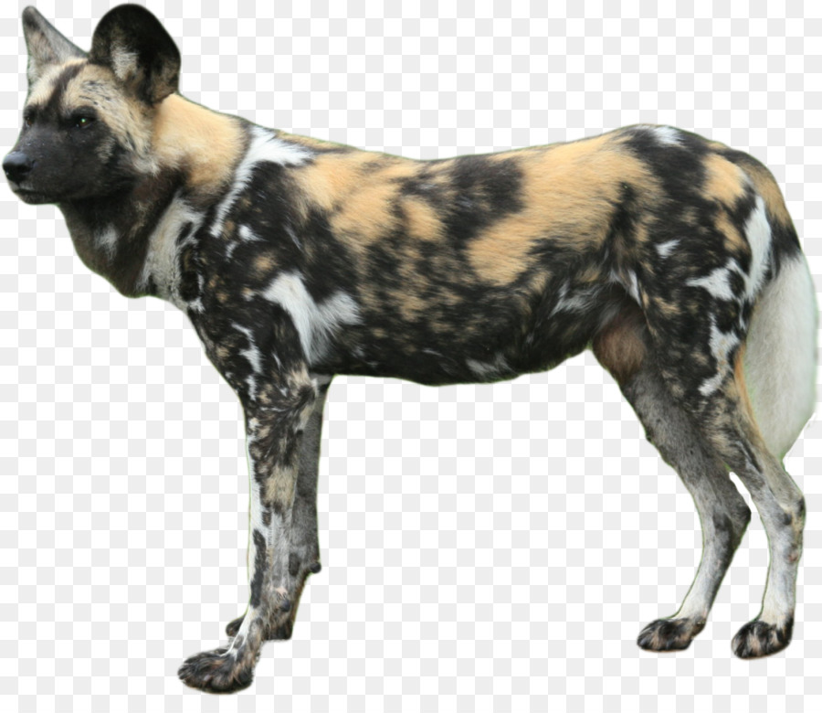 White Shepherd African wild dog Dhole Puppy Wildcat - dogs png download - 1024*868 - Free Transparent White Shepherd png Download.