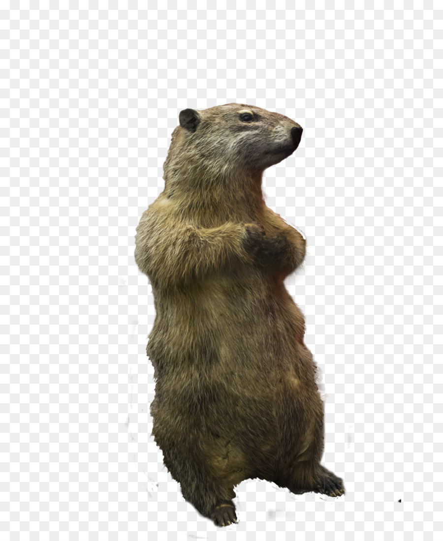 Prairie dog Squirrel Rodent - dogs png download - 730*1095 - Free Transparent Prairie Dog png Download.