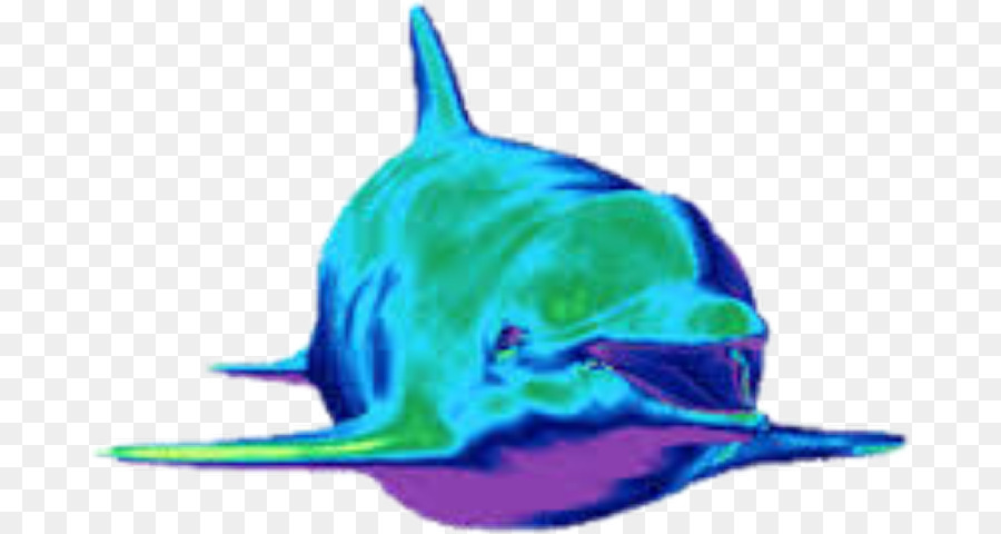 Animation Dolphin Giphy Android - Animation png download - 736*480 - Free Transparent Animation png Download.