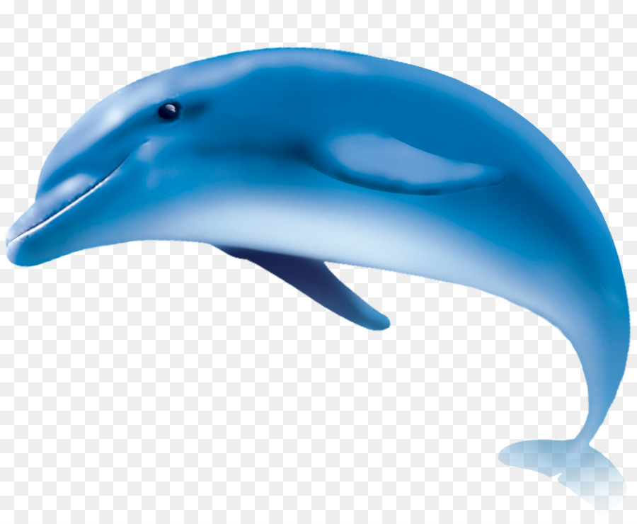 Wholphin Common bottlenose dolphin Tucuxi Striped dolphin Porpoise - dolphin png download - 997*813 - Free Transparent Wholphin png Download.