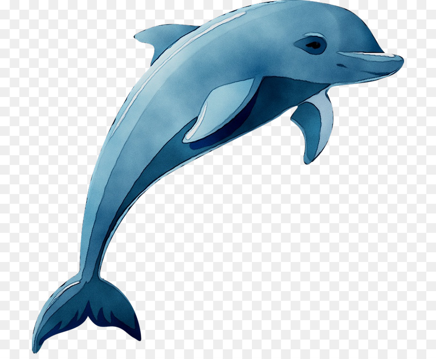 Dolphin Vector graphics Clip art Drawing Cartoon -  png download - 768*730 - Free Transparent Dolphin png Download.