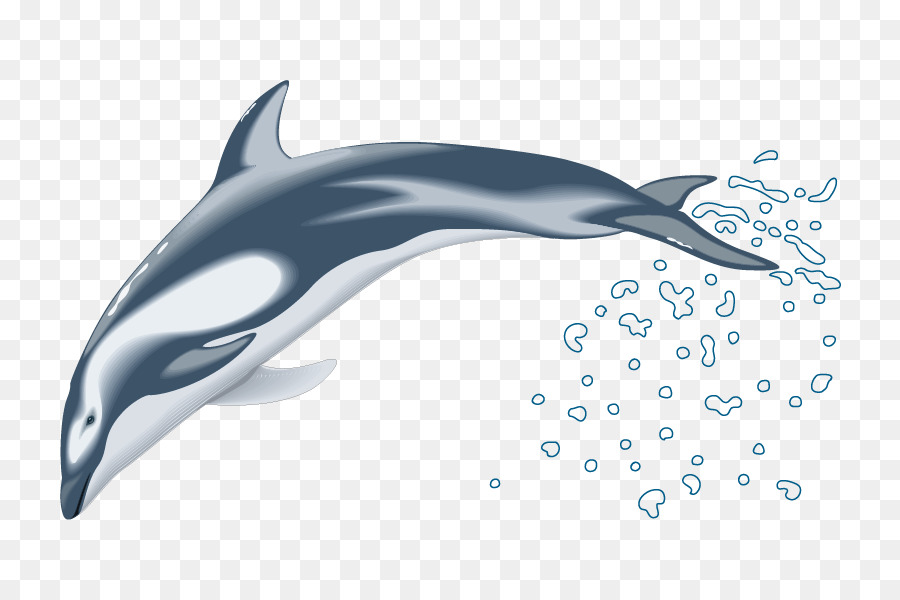 Dolphin Drawing Clip art - Vector Dolphins png download - 842*596 - Free Transparent Dolphin png Download.