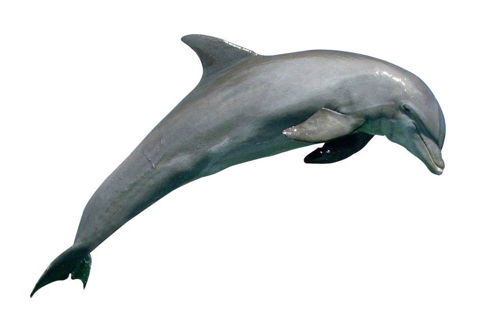 Common bottlenose dolphin Rough-toothed dolphin Wholphin Short-beaked ...