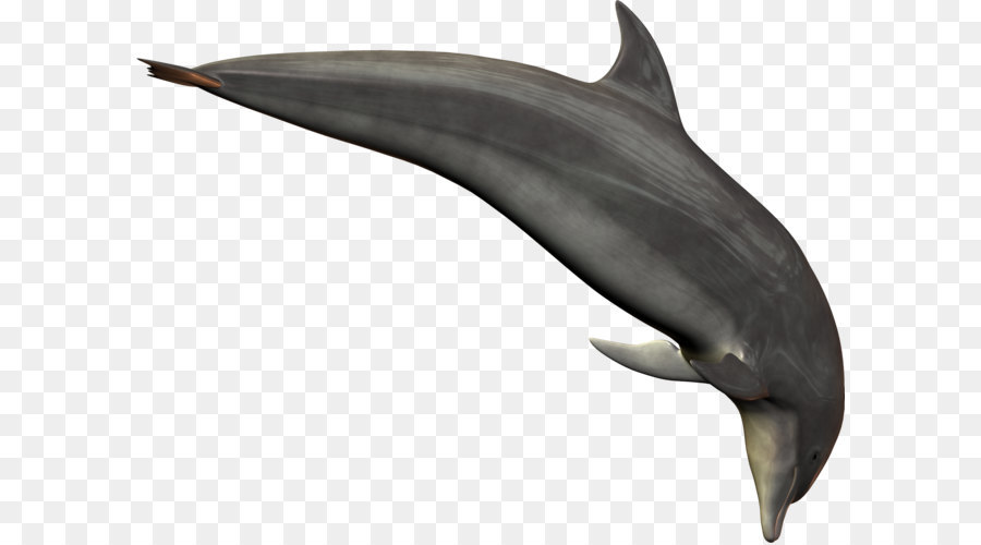 Oceanic dolphin - Dolphin PNG image png download - 1903*1459 - Free Transparent Common Bottlenose Dolphin png Download.