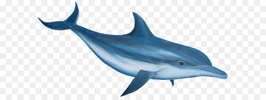 Common bottlenose dolphin Clip art - Dolphin PNG image png download - 1082*555 - Free Transparent Dolphin png Download.