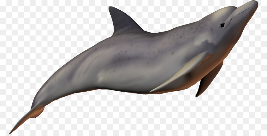 River dolphin Baiji Bottlenose dolphin - dolphin png download - 842*456 - Free Transparent River Dolphin png Download.