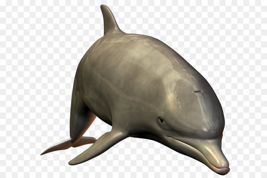 Bottlenose dolphin - Dolphin PNG image png download - 1683*1531 - Free Transparent Dolphin png Download.