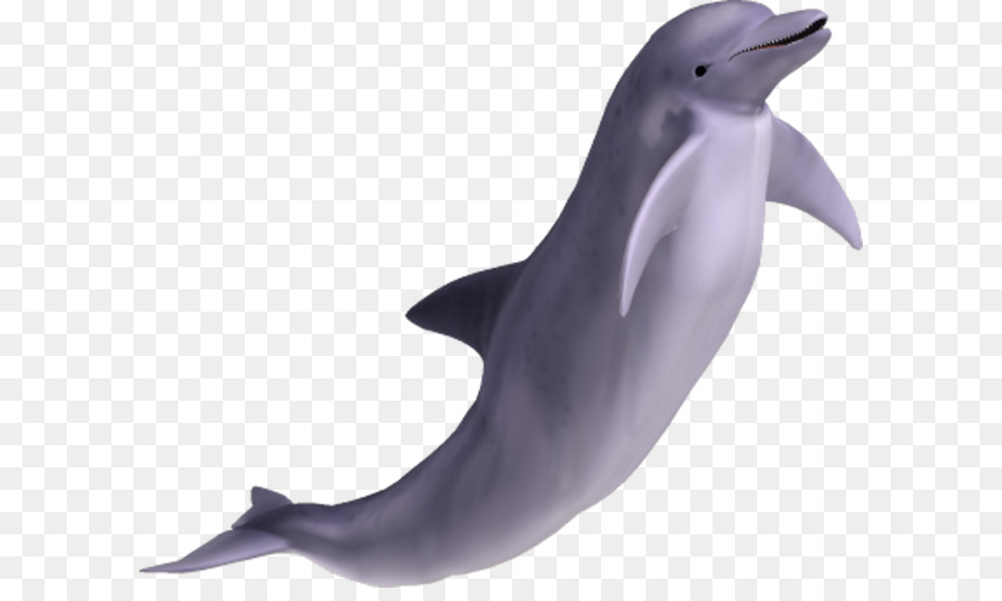 Spinner dolphin Bottlenose dolphin Clip art - Dolphin PNG image png download - 750*609 - Free Transparent Common Bottlenose Dolphin png Download.