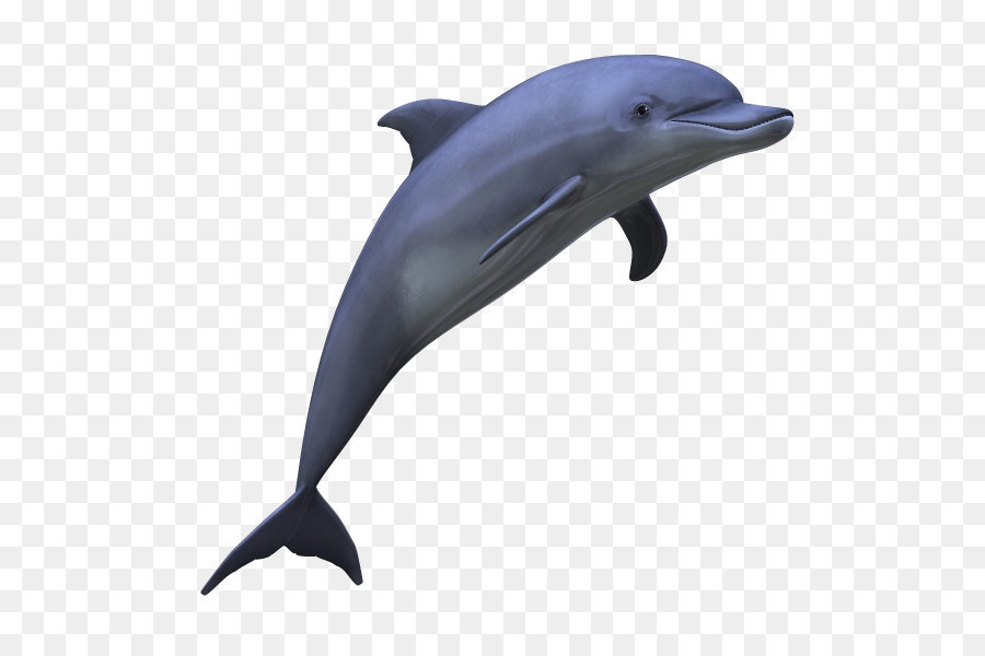 Dolphin Clip art - Dolphin PNG image png download - 600*600 - Free Transparent Dolphin png Download.