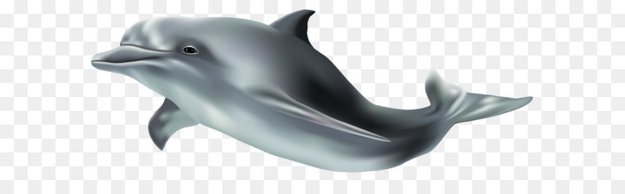 Common bottlenose dolphin Wholphin Tucuxi Clip art - Dolphin PNG Clip Art Image png download - 8000*3245 - Free Transparent Common Bottlenose Dolphin png Download.