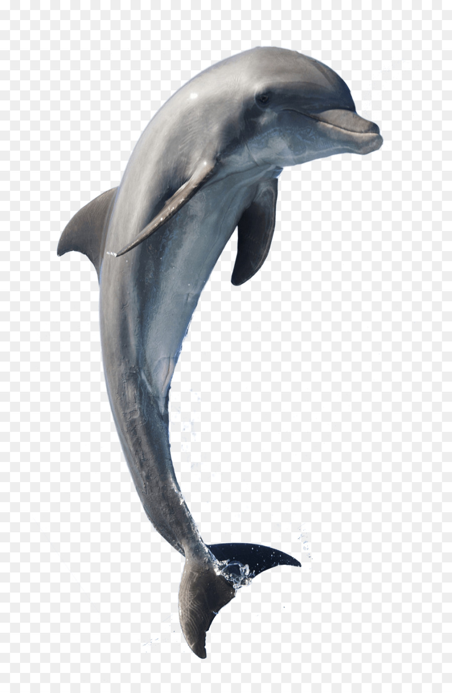 Common bottlenose dolphin Short-beaked common dolphin Rough-toothed dolphin Tucuxi Wholphin - dolphin png download - 768*1368 - Free Transparent Common Bottlenose Dolphin png Download.