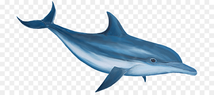 Spinner dolphin Clip art - dolphin cartoon png download - 768*394 - Free Transparent Spinner Dolphin png Download.