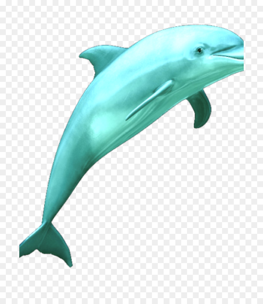 Common bottlenose dolphin Clip art - dolphin png download - 768*1024 - Free Transparent Dolphin png Download.