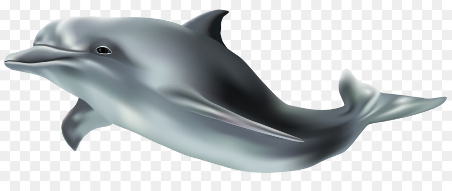 Wholphin Tucuxi Common bottlenose dolphin Clip art - dolphin png download - 8000*3245 - Free Transparent Wholphin png Download.