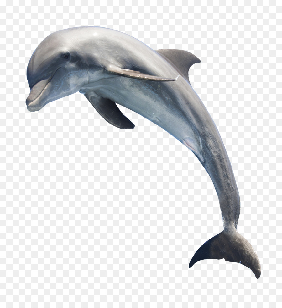 Common bottlenose dolphin Whale - Dolphin png download - 1208*1301 - Free Transparent Toothed Whale png Download.