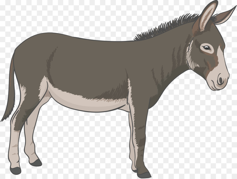 Donkey - Donkey Vector png download - 2997*2257 - Free Transparent Donkey png Download.