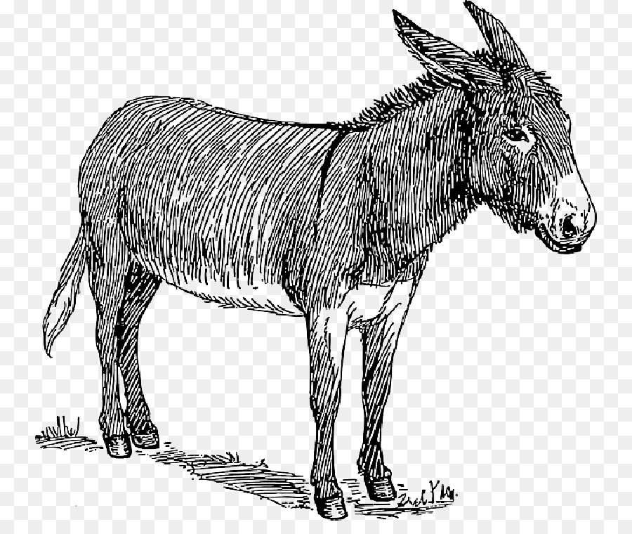 Donkey Drawing Vector graphics Sketch Mule - donkey pin the tail picture png download - 800*741 - Free Transparent Donkey png Download.