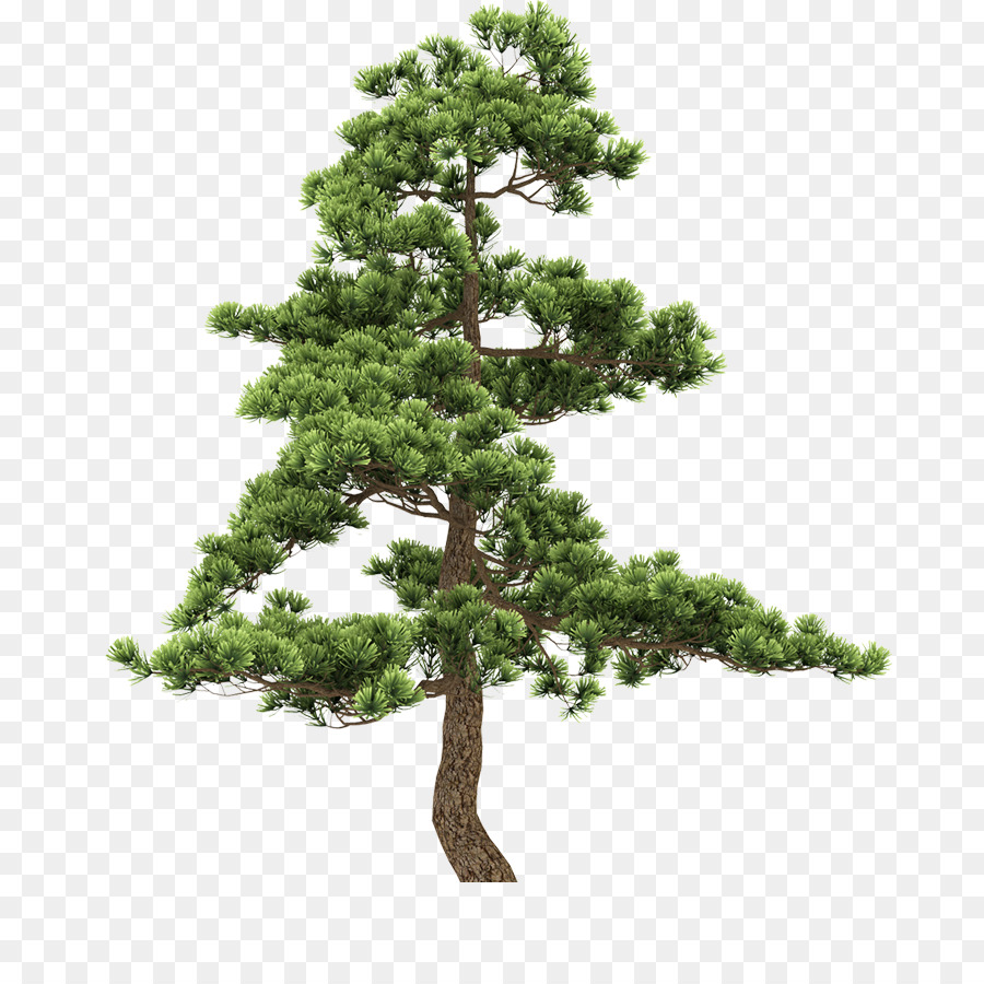 Fir Pine Tree - tree png download - 782*899 - Free Transparent Fir png Download.