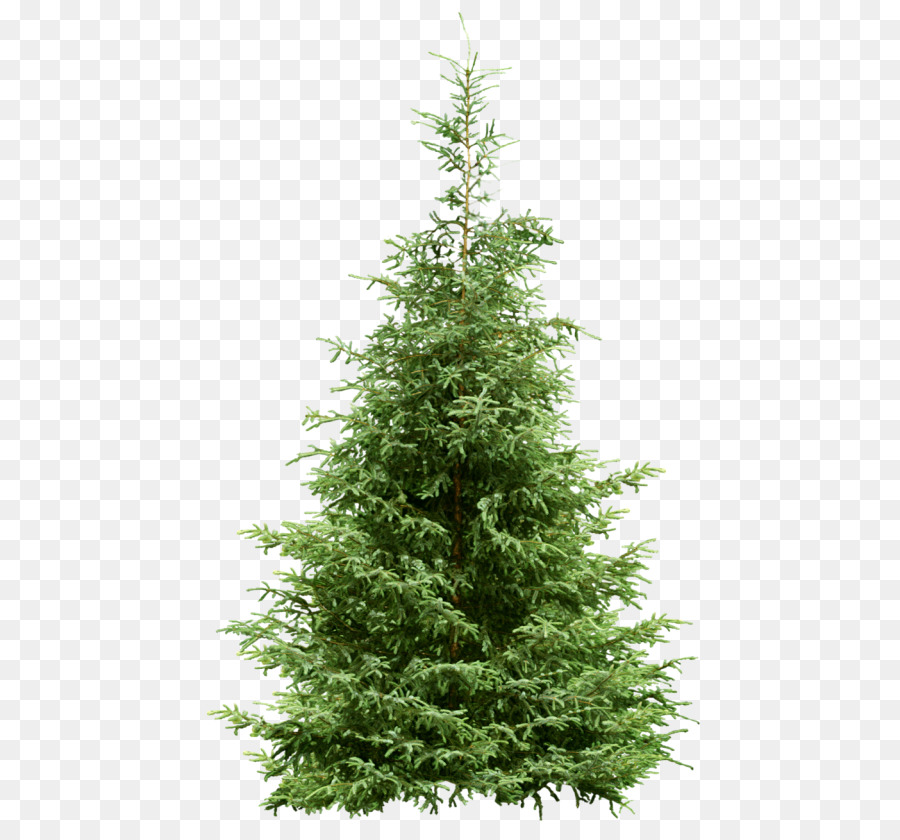 Fir Tree Pine Spruce Conifers - tree png download - 500*821 - Free Transparent Fir png Download.