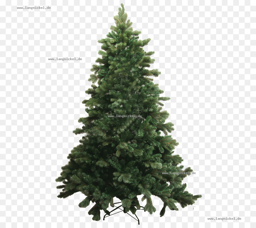 Spruce Abies bracteata Tree Pine Douglas fir - tree png download - 800*800 - Free Transparent Spruce png Download.